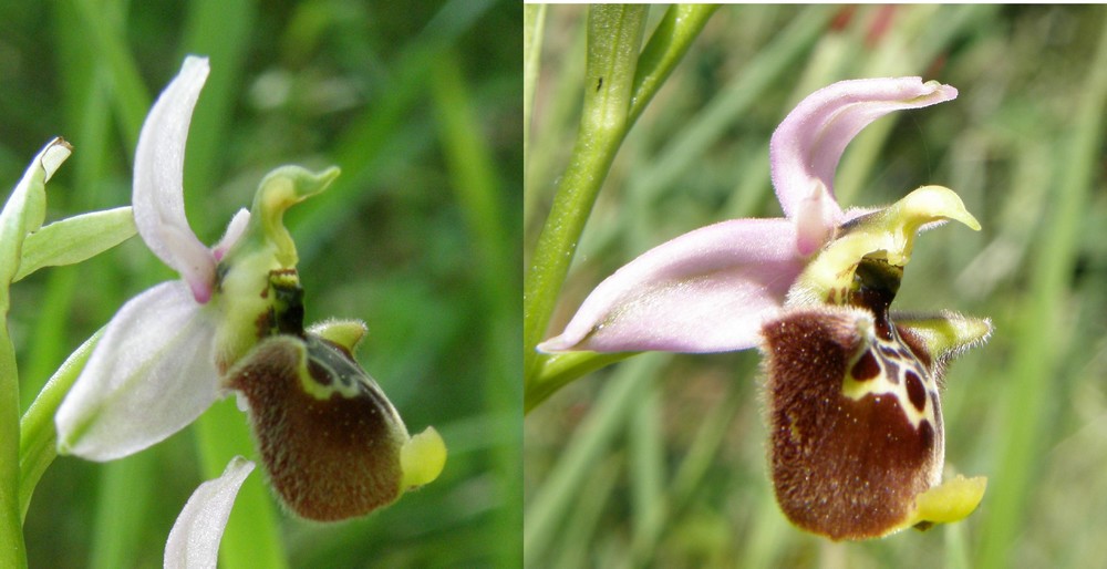 Ophrys holosericea: ibrido???